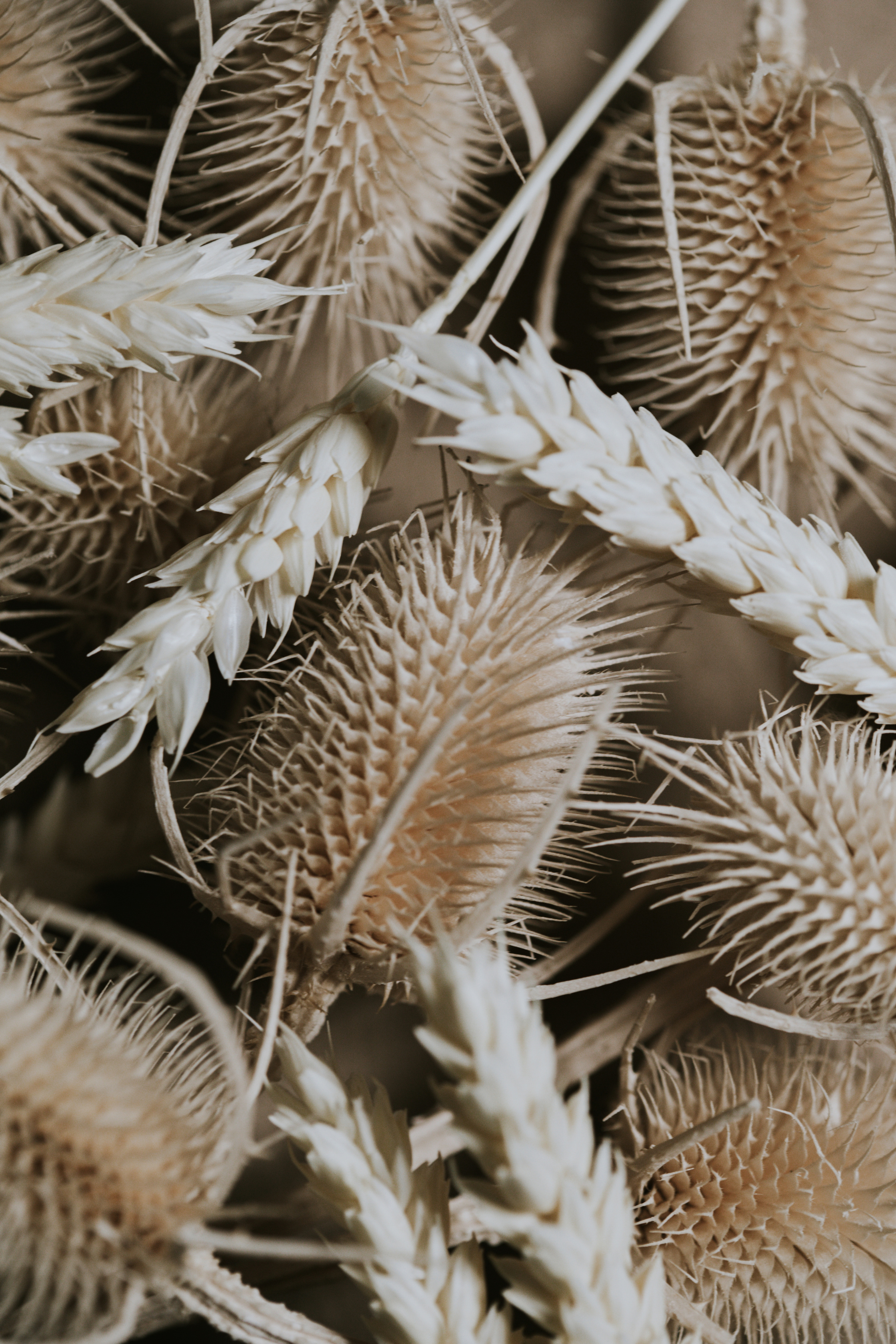 Dried Stalks on Light Background